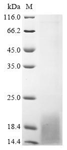 Human ENAM Protein