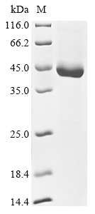 Classical swine fever virus Genome polyprotein Protein