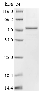 GNTI Protein