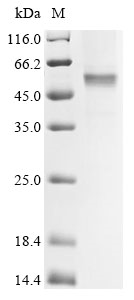 Rubella virus Structural polyprotein Protein