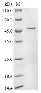 Rotavirus A Intermediate capsid protein VP6 Protein