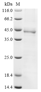 Human JUN Protein