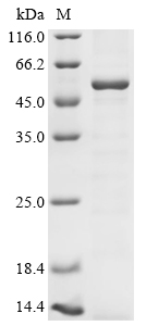 Mouse Trim21 Protein