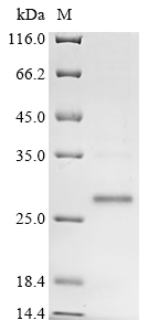 Mouse Plet1 Protein