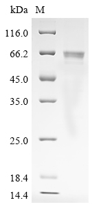 Rat Angpt1 Protein