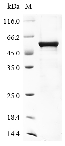 Human HLA-G Protein