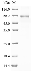 ANGPT1 Protein