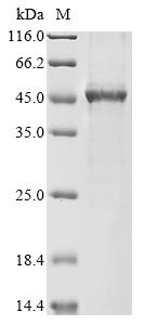 tdcD Protein