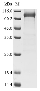 Human MYH6 Protein