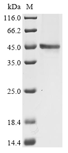 Human ACTA1 Protein