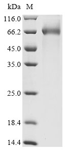 Bovine ALB Protein