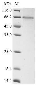 At5g42100 Protein