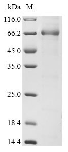 Human SERPINB7 Protein
