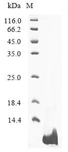 Dendroaspis polylepis polylepis Protease inhibitor dendrotoxin-E Protein