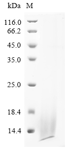 Dendroaspis angusticeps Dendrotoxin B Protein