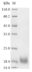 IL2 Protein