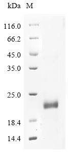 Bovine IGF2R Protein