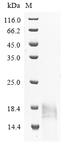 Bovine IGF2R Protein