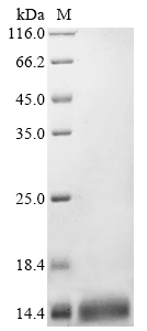 DNA-binding protein fis Protein
