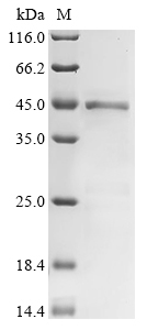 Suid herpesvirus 1 Envelope glycoprotein E Protein