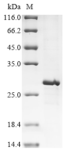 Mouse Prok2 Protein
