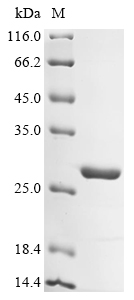 Lysinibacillus sphaericus Surface-layer 125 kDa Protein