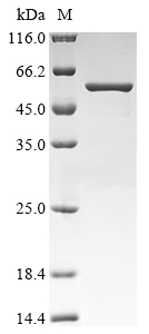 Mouse Lire1 Protein
