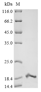 Paraphysa scrofa Kappa-theraphotoxin-Ps1b Protein