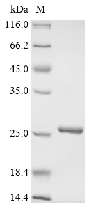 tusA Protein