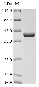 sph2 Protein