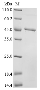 Human KIF18B Protein