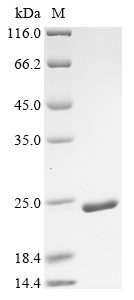 Mouse Chrac1 Protein