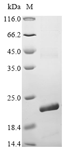 Human SLC25A6 Protein