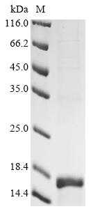 Mouse Gng12 Protein