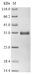 Human CHRM2 Protein