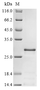 Human CHRM1 Protein