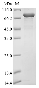 bioB Protein (Biotin)