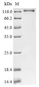 Human STAT3 Protein (Biotin)
