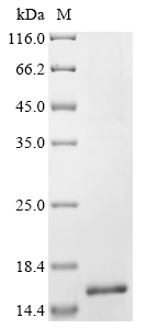 Human FXR1 Protein