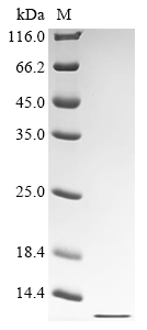 Human FXR1 Protein