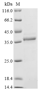 Human FXR1 Protein