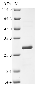 Human FXR1 Protein