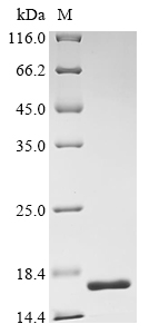 Human FXR1 Protein