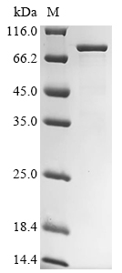 Human FXR1 Protein