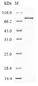 Human RNF207 Protein