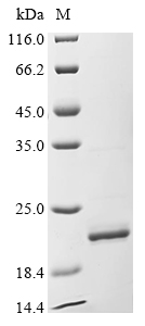 Human APOA2 Protein