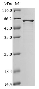virD2 Protein
