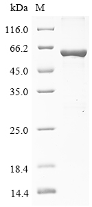 Human OASL Protein