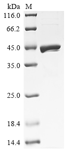 Rat Dhodh Protein