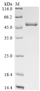 Mouse Trib3 Protein